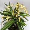 Neofinetia falcata Koka (黃華)